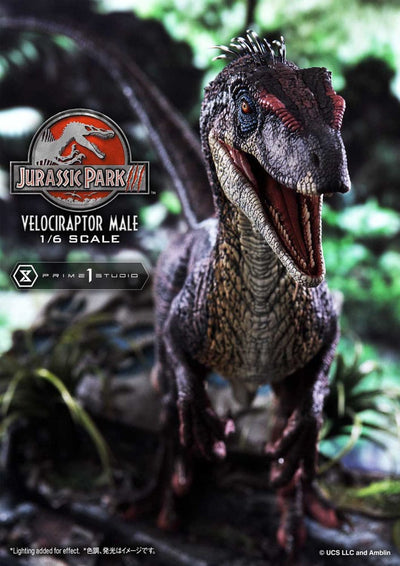 Jurassic Park III Legacy Museum Collection Statue 1/6 Velociraptor Male 40cm - Scale Statue - Prime 1 Studio - Hobby Figures UK