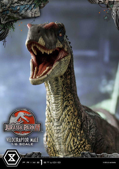 Jurassic Park III Legacy Museum Collection Statue 1/6 Velociraptor Male 40cm - Scale Statue - Prime 1 Studio - Hobby Figures UK
