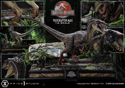 Jurassic Park III Legacy Museum Collection Statue 1/6 Velociraptor Male 40cm - Scale Statue - Prime 1 Studio - Hobby Figures UK