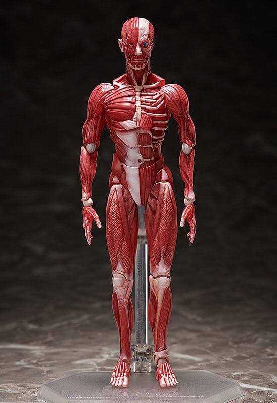Original Character Figma Action Figure Human Anatomical Model 15cm - Action Figures - FREEing - Hobby Figures UK
