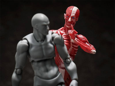 Original Character Figma Action Figure Human Anatomical Model 15cm - Action Figures - FREEing - Hobby Figures UK