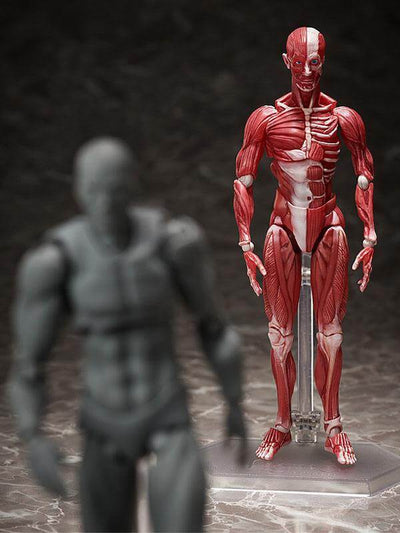 Original Character Figma Action Figure Human Anatomical Model 15cm - Action Figures - FREEing - Hobby Figures UK