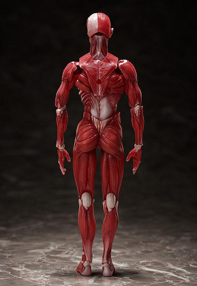 Original Character Figma Action Figure Human Anatomical Model 15cm - Action Figures - FREEing - Hobby Figures UK