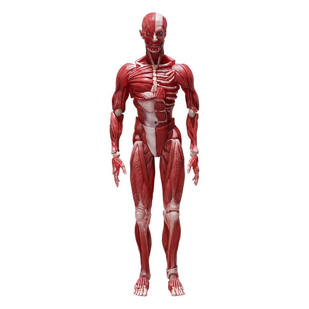 Original Character Figma Action Figure Human Anatomical Model 15cm - Action Figures - FREEing - Hobby Figures UK