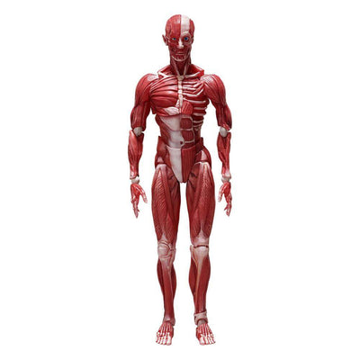 Original Character Figma Action Figure Human Anatomical Model 15cm - Action Figures - FREEing - Hobby Figures UK