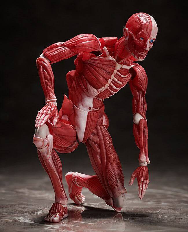Original Character Figma Action Figure Human Anatomical Model 15cm - Action Figures - FREEing - Hobby Figures UK