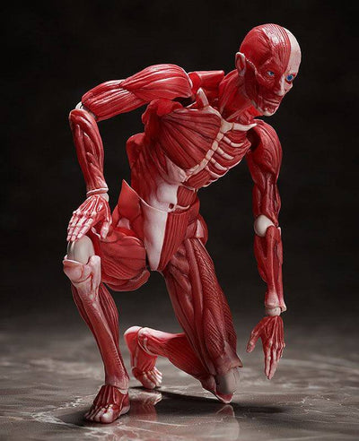 Original Character Figma Action Figure Human Anatomical Model 15cm - Action Figures - FREEing - Hobby Figures UK
