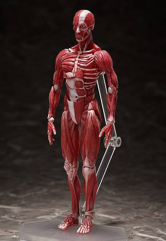 Original Character Figma Action Figure Human Anatomical Model 15cm - Action Figures - FREEing - Hobby Figures UK