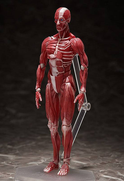 Original Character Figma Action Figure Human Anatomical Model 15cm - Action Figures - FREEing - Hobby Figures UK