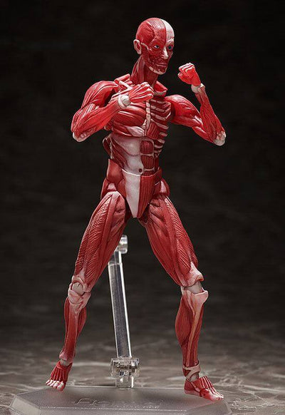 Original Character Figma Action Figure Human Anatomical Model 15cm - Action Figures - FREEing - Hobby Figures UK