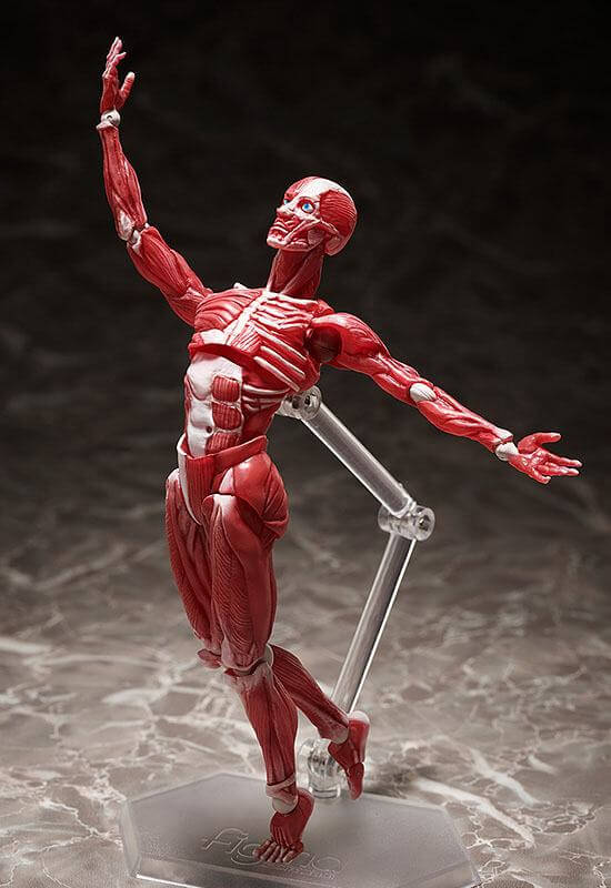 Original Character Figma Action Figure Human Anatomical Model 15cm - Action Figures - FREEing - Hobby Figures UK