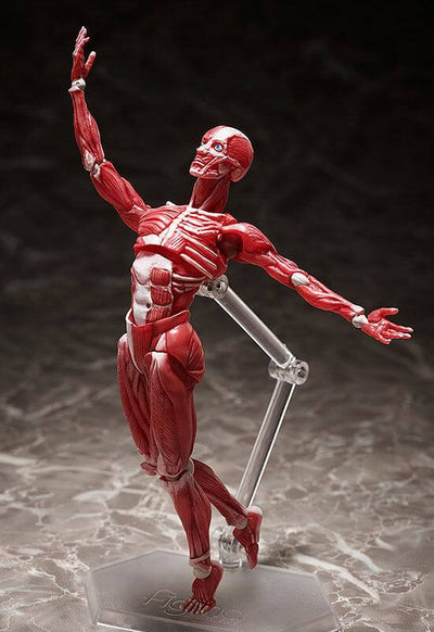 Original Character Figma Action Figure Human Anatomical Model 15cm - Action Figures - FREEing - Hobby Figures UK