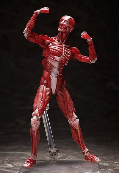 Original Character Figma Action Figure Human Anatomical Model 15cm - Action Figures - FREEing - Hobby Figures UK