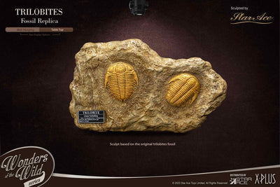 Wonders of the Wild Series Statue 1/1 Trilobites Miniature Frame & Fossil 15cm - Scale Statue - Star Ace Toys - Hobby Figures UK